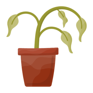 dead plant
